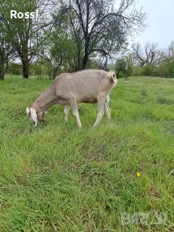 Англо-нубийско пръчле за разплод , снимка 3 - Кози - 54264772