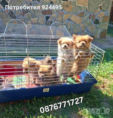 Померан кученца , снимка 2 - Померан - 49063312