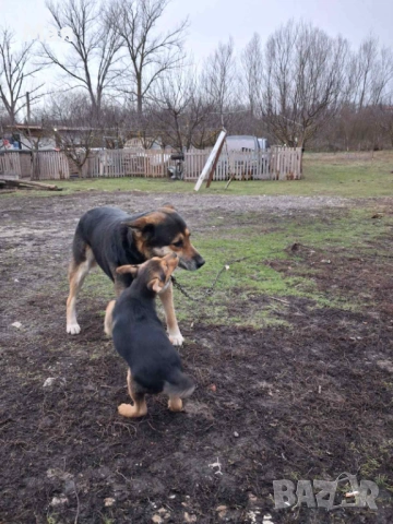 Бебета копойчета, снимка 9 - Други - 52566062