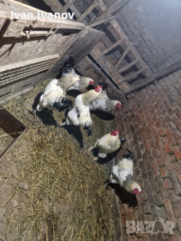 Петли за клане , снимка 2 - Кокошки и пуйки - 52586115