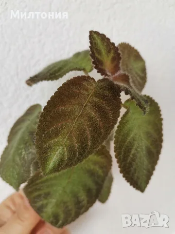 еписция episcia Katherine , снимка 4 - Стайни растения - 56124261