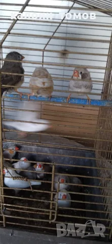 продавам зеброви амадини , снимка 3 - Амадини - 56336001