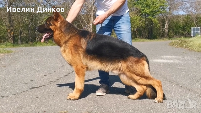 Немска овчарка с родословие от развъдник Бургас , снимка 7 - Немска овчарка - 52044330