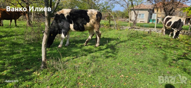 Свободни 6 редовни крави , снимка 10 - Крави - 52412161