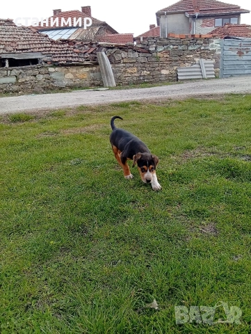 трицветно гонче, снимка 3 - Гонче - 53878849