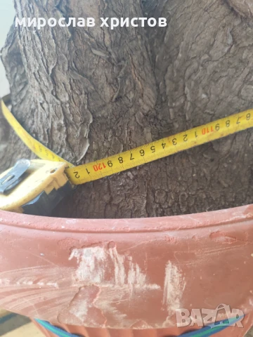 Палма Юка , снимка 5 - Стайни растения - 51019778