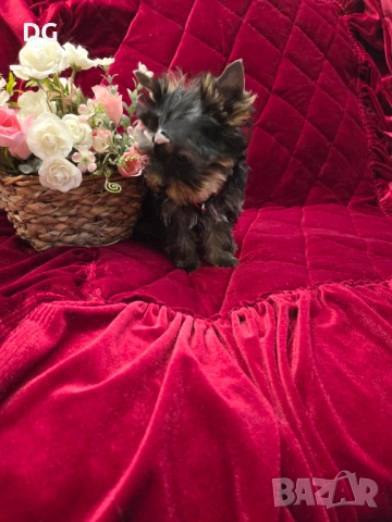 йоркширски териер, снимка 4 - Йоркширски териер - 53935987