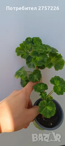 Pelargonium Sutavres Igor , снимка 4 - Стайни растения - 56374692