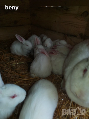 Зайци Цика , снимка 2 - Други - 54192545