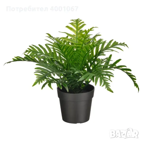 стайно растение