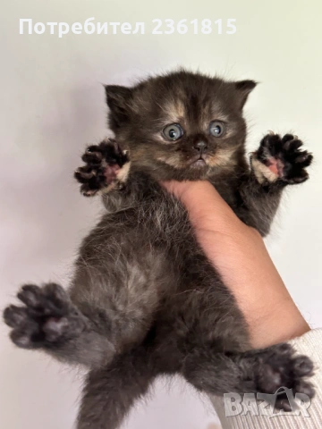 Шоколадово британче