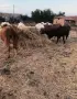 Големи ролонни бали сено, снимка 3