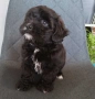 Shih poo/Mini poodle , снимка 5