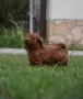Той пудел Toy poodle, снимка 18