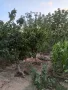 Продавам обработваемо място, снимка 18