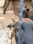 🐕 ПРОДАВАТ СЕ КУЧЕНЦА МАЛИНОА 🐕, снимка 5