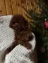 Той пудел teacup за разплод , снимка 7
