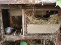 Клетки за зайци, снимка 7