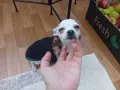 чихуахуа мини мъжки , снимка 2