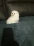 КОТЕНЦЕ МЕЧТА НА МАЛКИ И ГОЛЕМИ, снимка 8