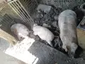 свиня над 250 кг, снимка 2