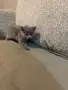 Британска късокосместа , снимка 2