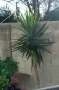 палма Юка към 2 метра, снимка 1
