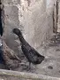Мъжки индийски бегачи, снимка 2