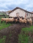Продавам 30 бр плевенски черноглави овце , снимка 3