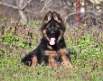 Женски немски овчарки от развъдник , снимка 4