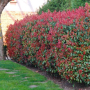 Фотиния - Photinia, снимка 7