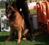 Женска немска овчарка с родословие , снимка 2