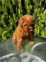Той Пудел Момче / Toy Poodle Boy, снимка 3