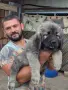 Кавказка овчарка бебе, снимка 2