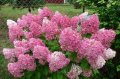 3 вида Хортензия paniculata - червена бяла и розова