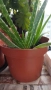 Алое лечебно растение, снимка 8