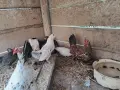 Шабо на различни възраст, снимка 6