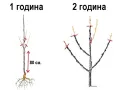  Райска ябълка Налични 3 сорта сорт "Джиро"( Чинибули) , Фую И Костата, снимка 5