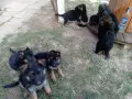 Немска овчарка бебе, снимка 3