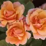 🌹РОЗА 🌹 TEQUILA® Meipomolo 🌹, снимка 1