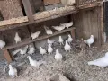 Млади гълъби чифтове и свободни, снимка 2