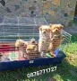 Померан кученца , снимка 2