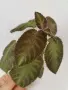 еписция episcia Katherine , снимка 4