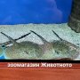 СКАТ МОТОРО 9см диск