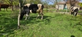Свободни 6 редовни крави , снимка 10