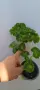 Pelargonium Sutavres Igor , снимка 4
