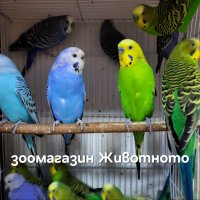 Вълнисти папагали, снимка 1 - Папагали - 44223954