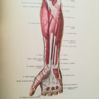 Атлас анатомии человека. Том 2/3 - Р.Д. Синельников, снимка 4 - Специализирана литература - 40454937