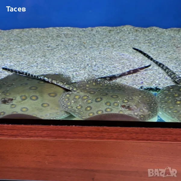 Скат моторо 9-10см, снимка 1