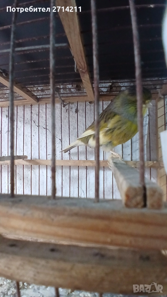 Канарчета , снимка 1